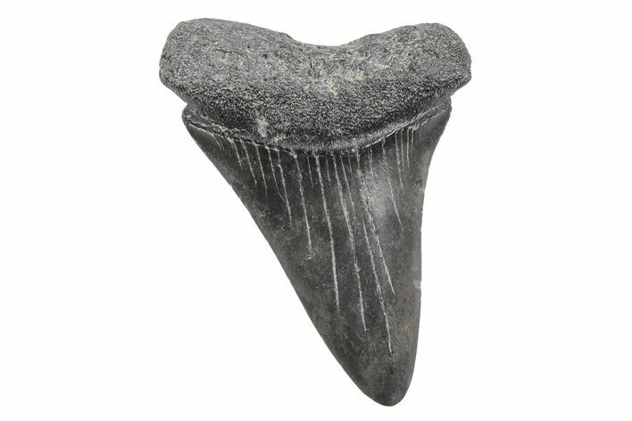 Fossil Broad-Toothed Mako Tooth - South Carolina #214533